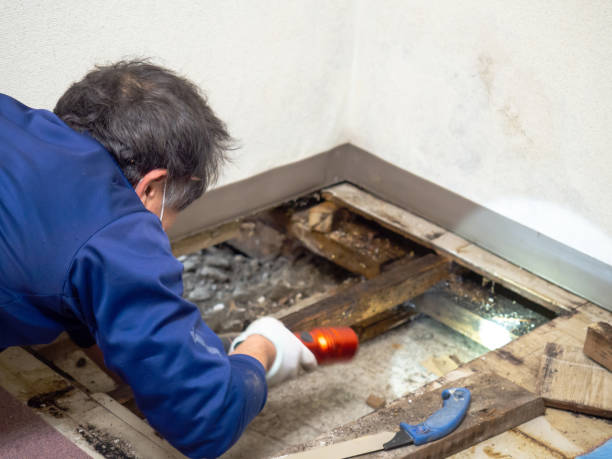 Best Mold Remediation Experts  in Lake Magdalene, FL