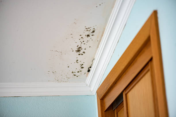 Best Toxic Mold Removal  in Lake Magdalene, FL