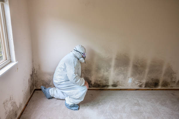 Best Certified Mold Removal  in Lake Magdalene, FL