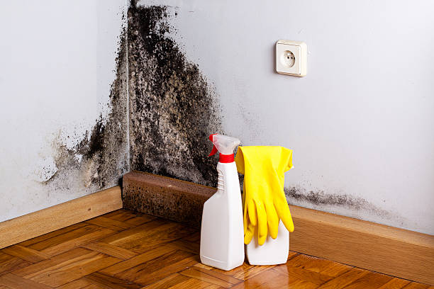 Best Attic Mold Removal  in Lake Magdalene, FL