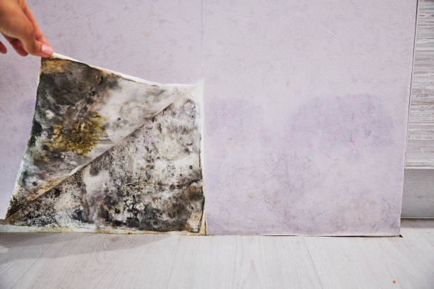 Best Emergency Mold Removal  in Lake Magdalene, FL